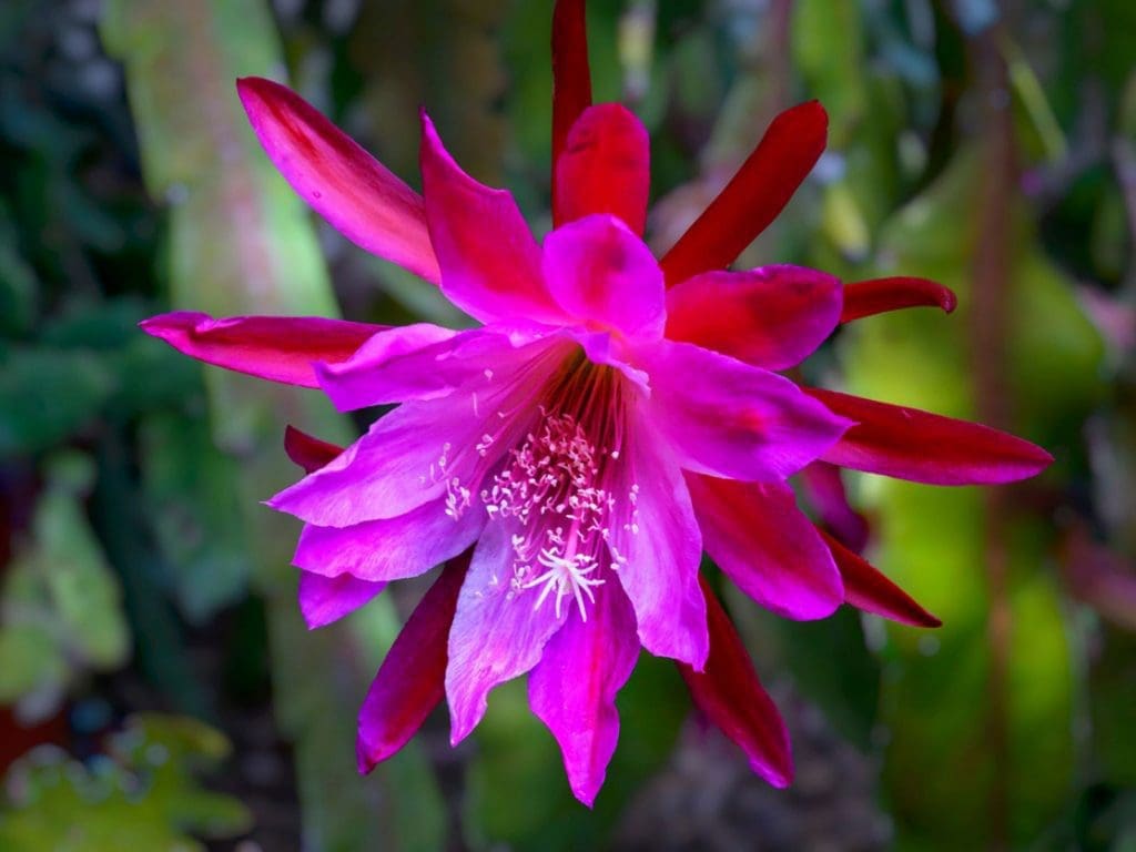 Epiphyllum Epiphyllum