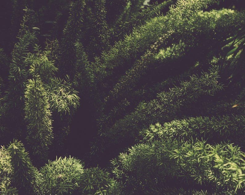 Foxtail Fern Foxtail Fern