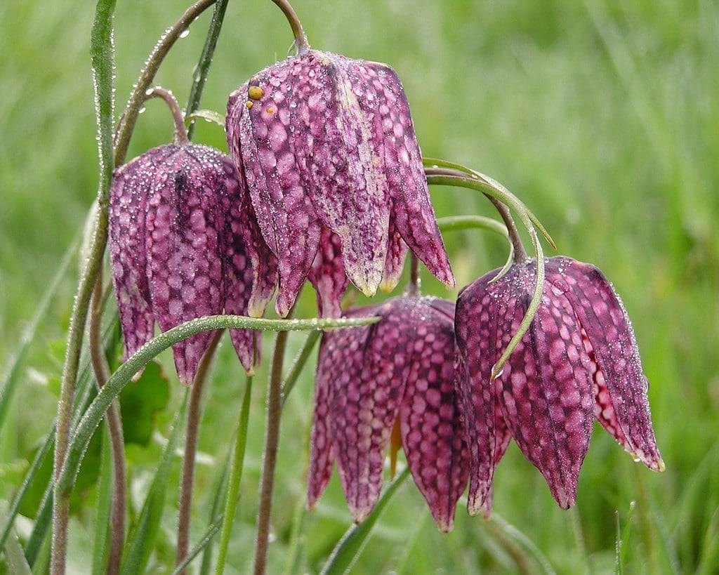 Fritillaria Fritillaria