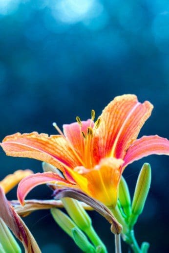 Gladiolas red Gladiolas red
