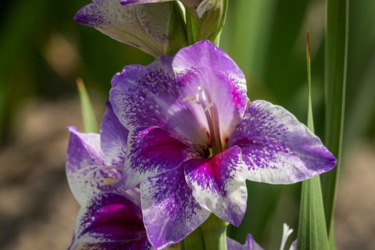 Gladiolas Gladiolas