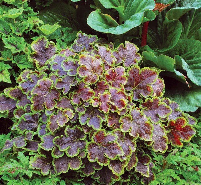 Heucherella Heucherella