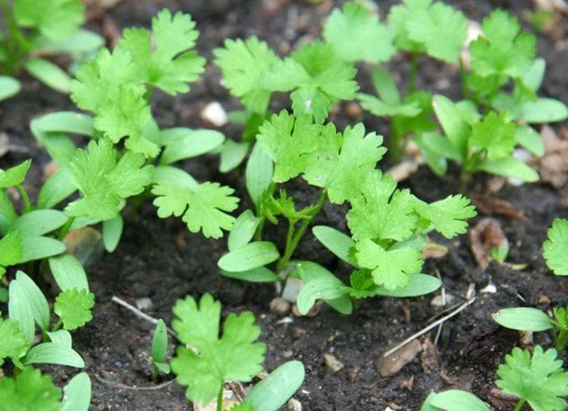 How to Grow Cilantro How to Grow Cilantro