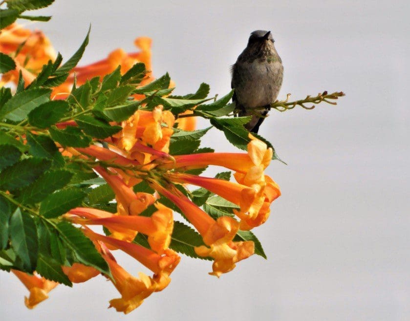 Hummingbird Bush Hummingbird Bush