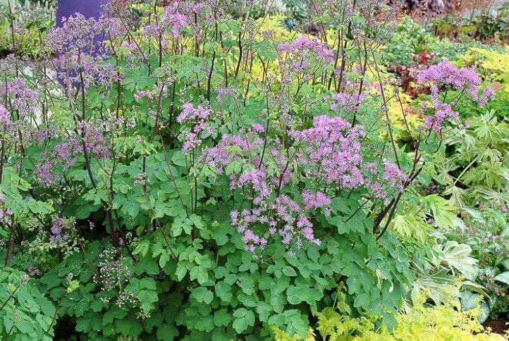 Meadow rue - Thalictrum Meadow rue - Thalictrum