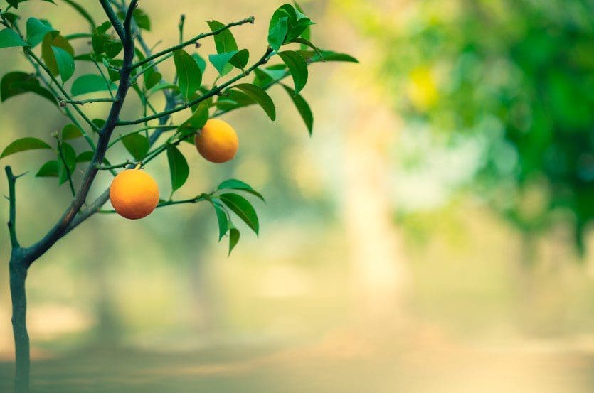 Orange Trees Orange Trees