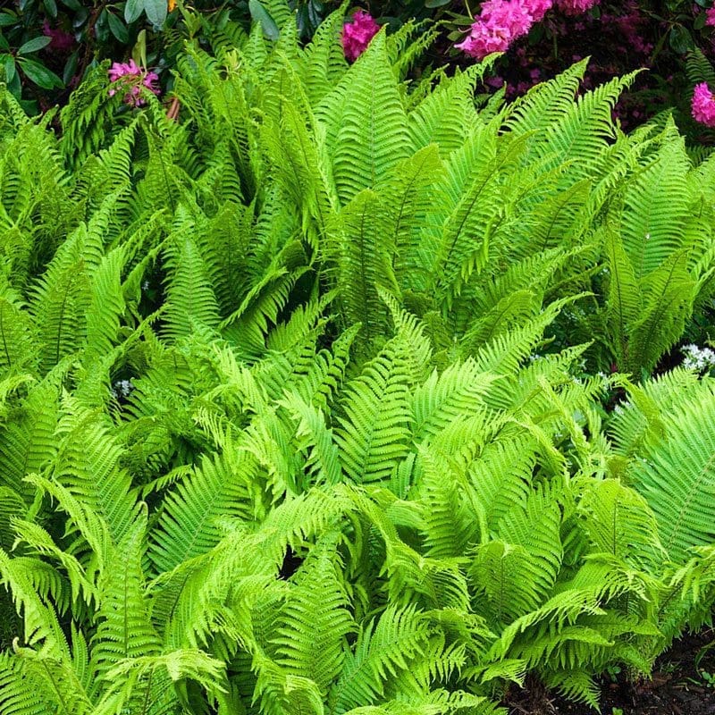 Ostrich Fern Ostrich Fern