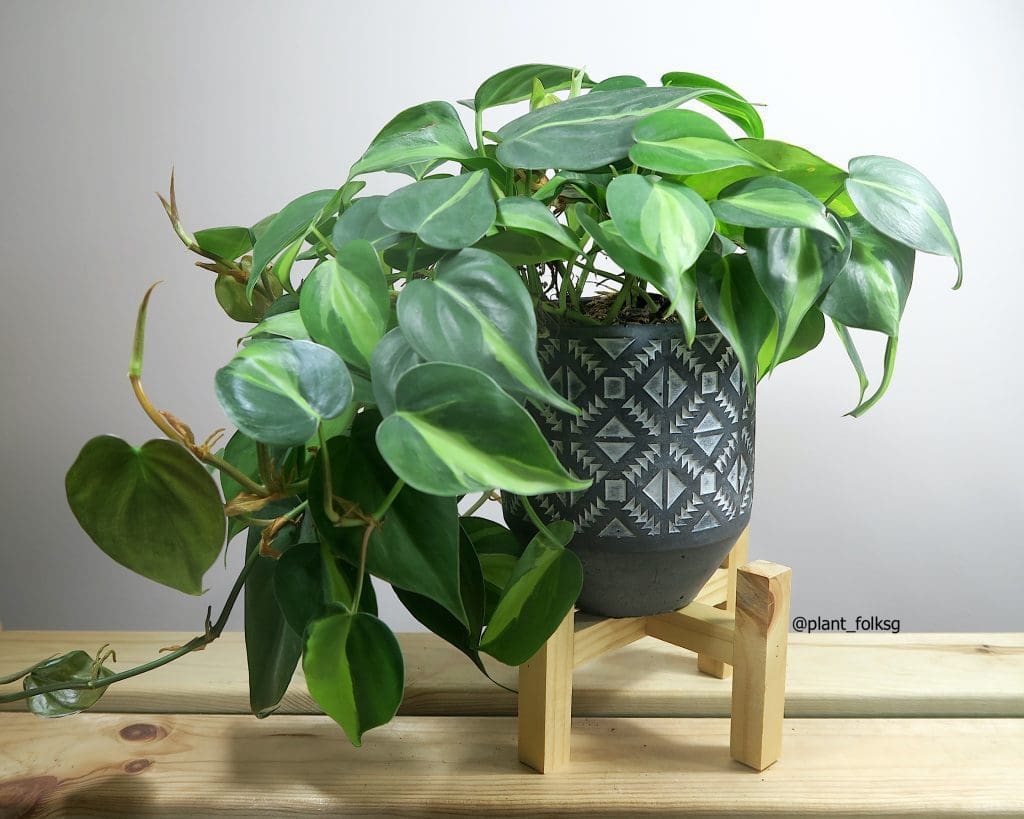 Philodendron Brasil Philodendron Brasil