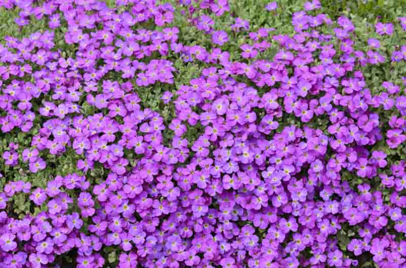 Rock Cress Rock Cress