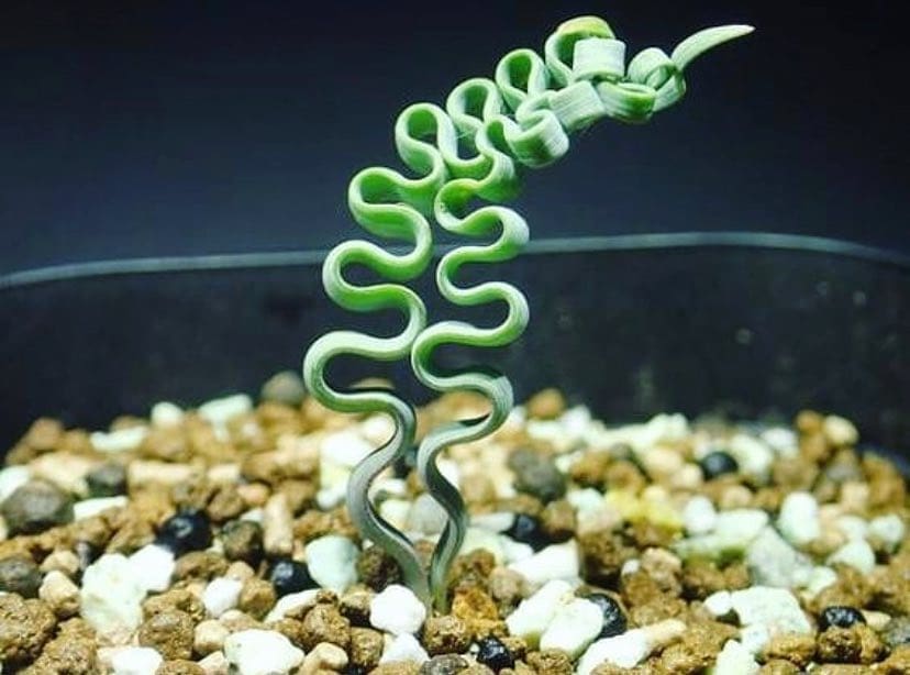 v Trachyandra