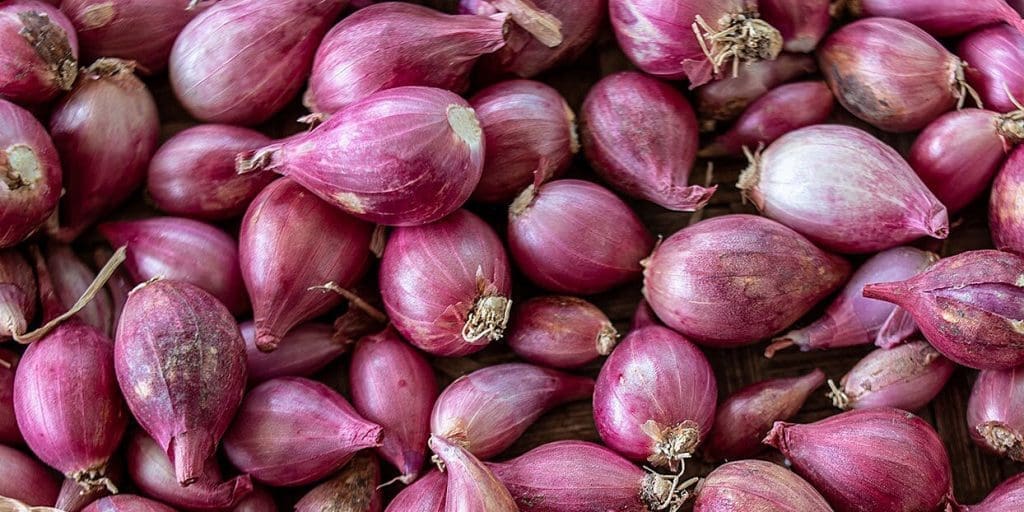 What is Shallots What is Shallots