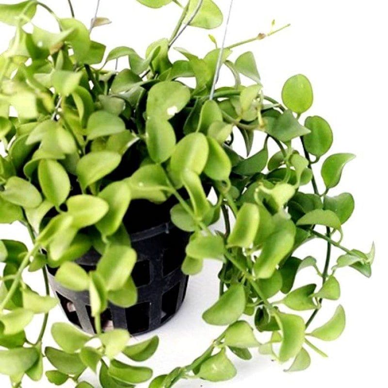 Dischidia Plant