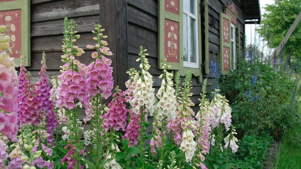 foxglove foxglove