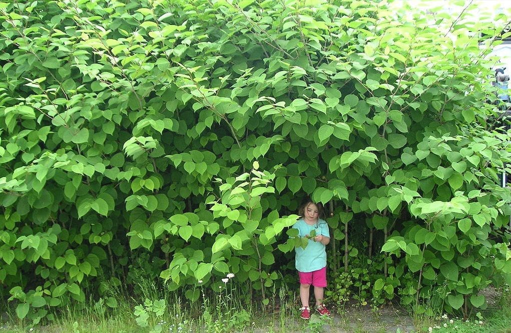 japanese knotweed japanese knotweed