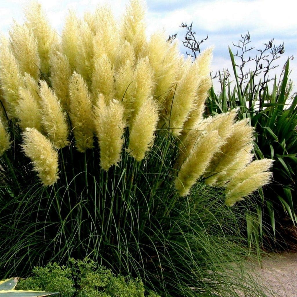 pampas grass pampas grass