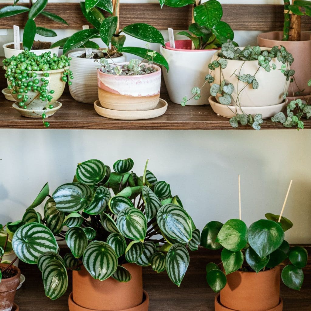 Peperomia Peperomia