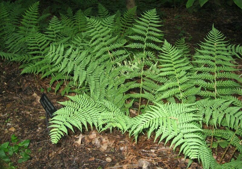 Wood Fern Wood Fern