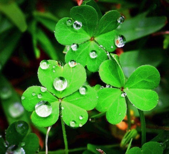 4 Leaf Clover 4 Leaf Clover