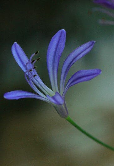 Agapanthus - African Lily Agapanthus - African Lily