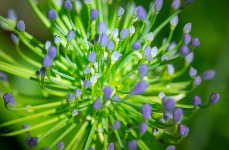 Agapanthus Agapanthus