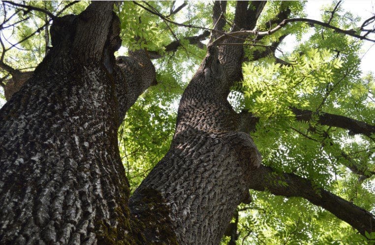 Ash Tree Ash Tree
