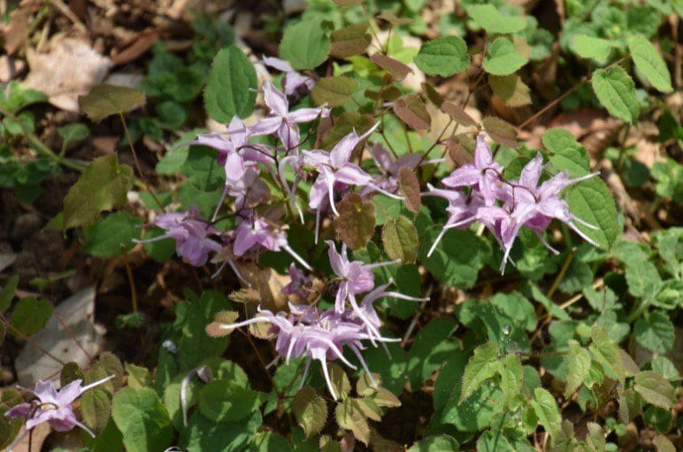 Barrenwort Barrenwort