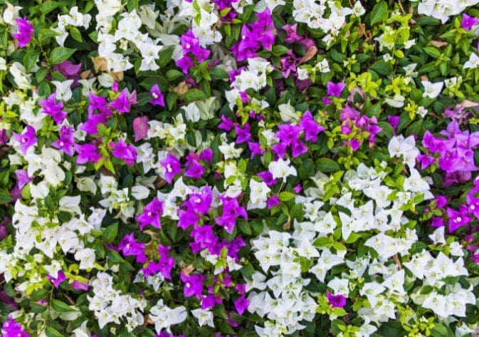 Bougainvillea Bougainvillea