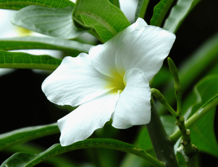 Bridal Bouquet Plumeria Bridal Bouquet Plumeria