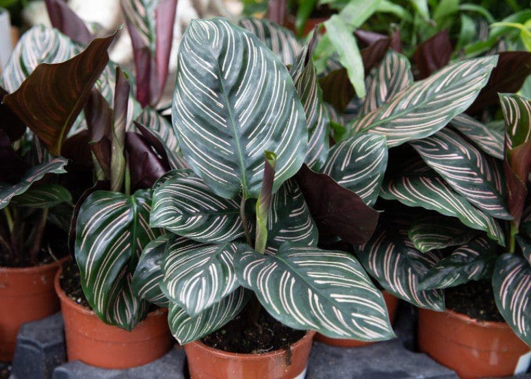 Calathea Ornata Calathea Ornata