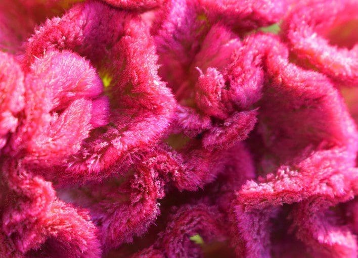 Celosia Celosia