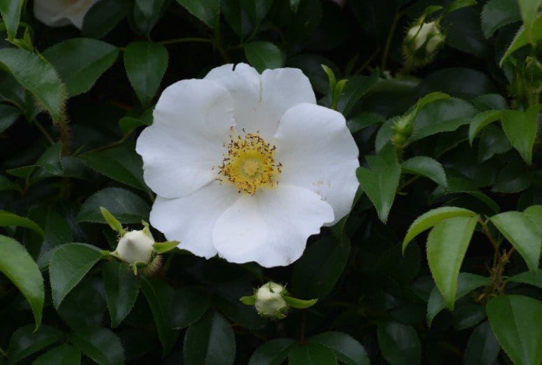 Cherokee Rose Cherokee Rose