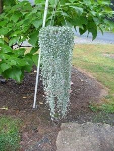 Dichondra Argenta Silver Falls cascading out of a pot