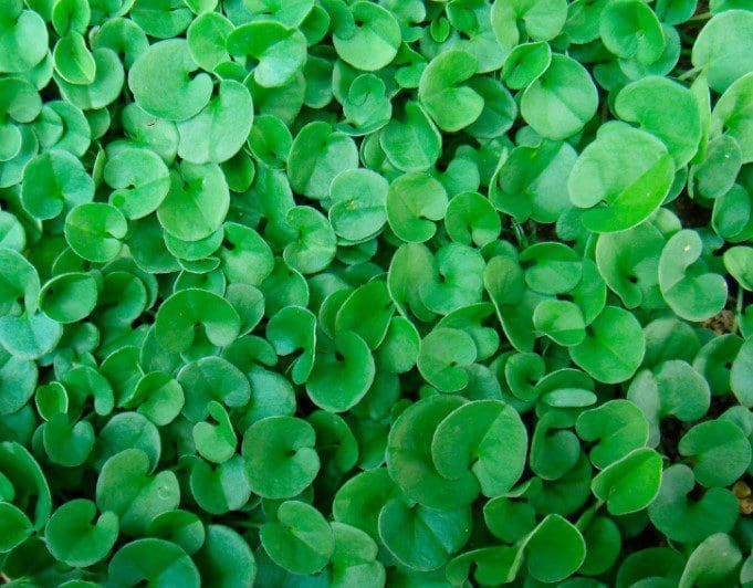 Dichondra Ground Cover A lush, dense carpet of green Dichondra repens ground cover