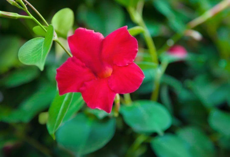 Dipladenia Beautiful blooming Dipladenia plant in a garden setting