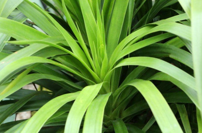 How to Care for a Dracaena Plant Healthy Dracaena plant growing indoors in a bright living room