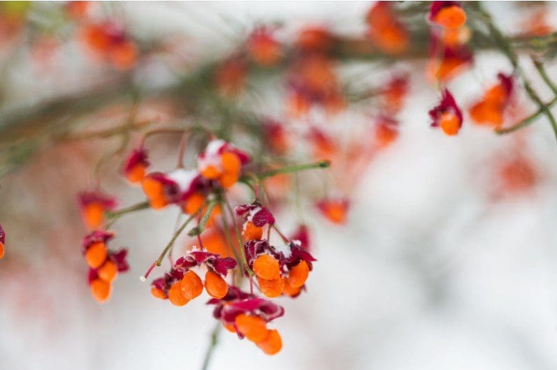 Euonymus Euonymus