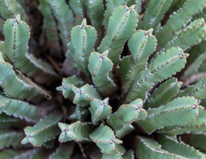 Fairy Castle Cactus Fairy Castle Cactus