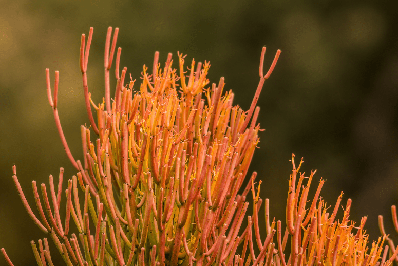 Firestick Plant (Euphorbia tirucalli) Firestick Plant (Euphorbia tirucalli)