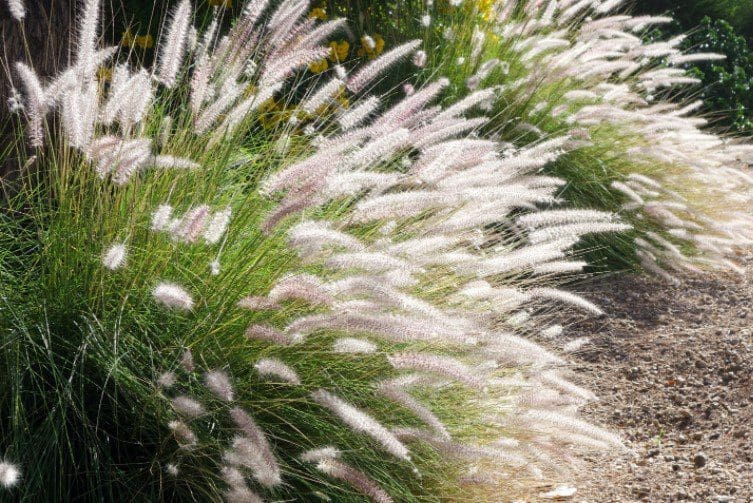 Fountain Grass (Pennisetum setaceum) Fountain Grass (Pennisetum setaceum)