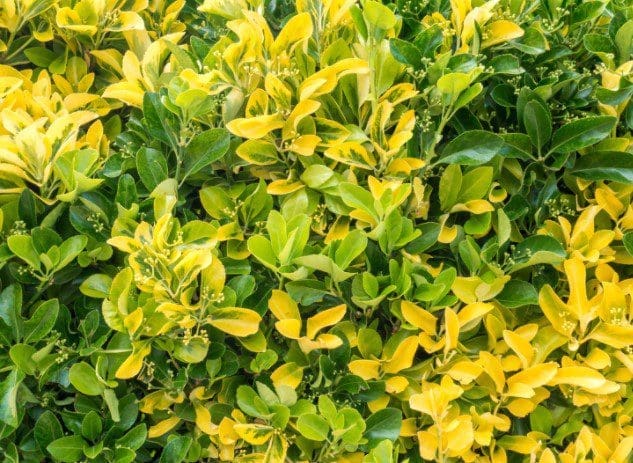 Golden Euonymous Golden Euonymous