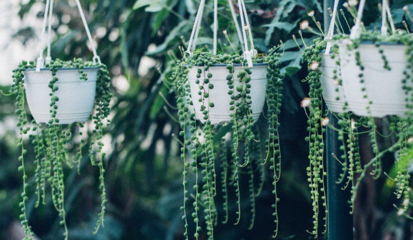 Hanging Succulents Hanging Succulents