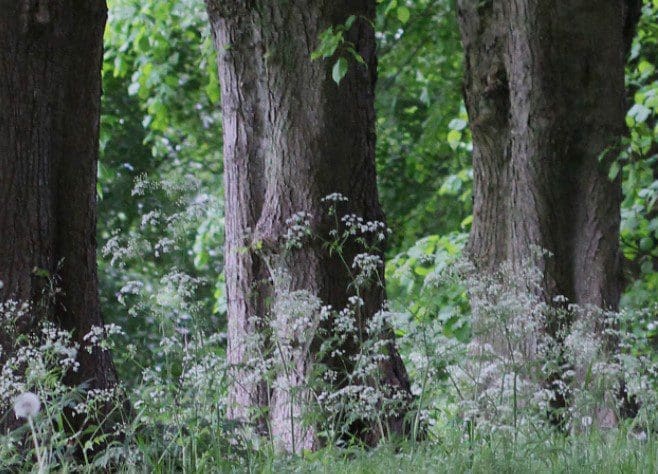 Hemlock Tree Hemlock Tree