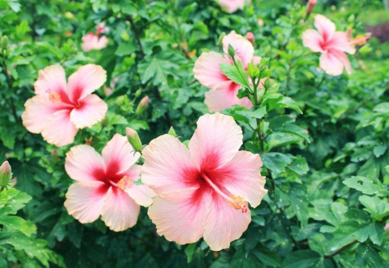 Hibiscus Hibiscus