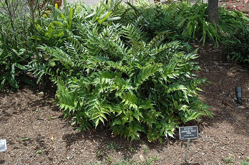 Cyrtomium falcatum Cyrtomium falcatum