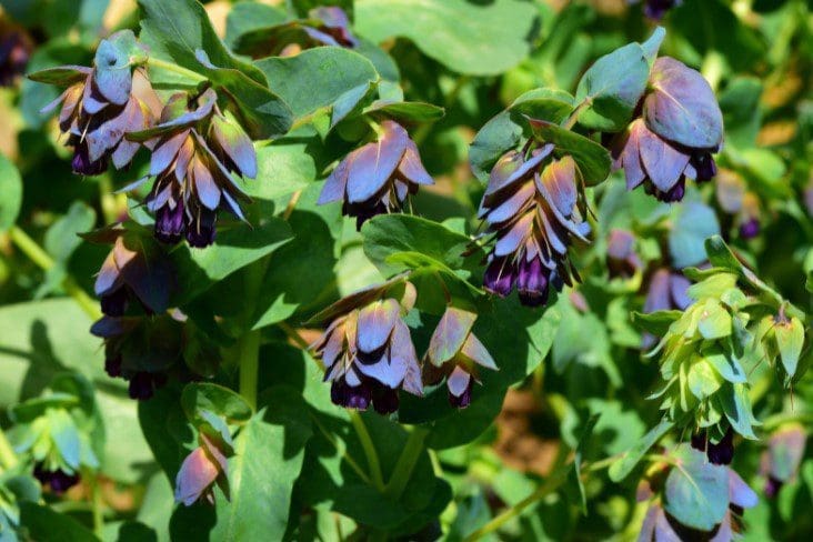 Honeywort Honeywort