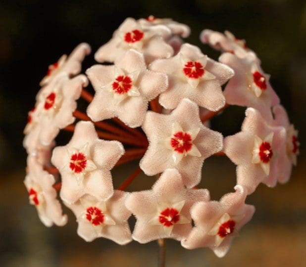 Hoya Carnosa Hoya Carnosa