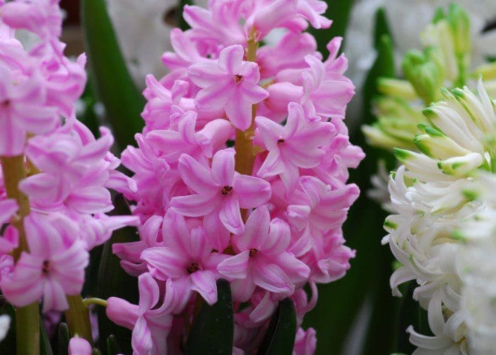 Hyacinth Hyacinth