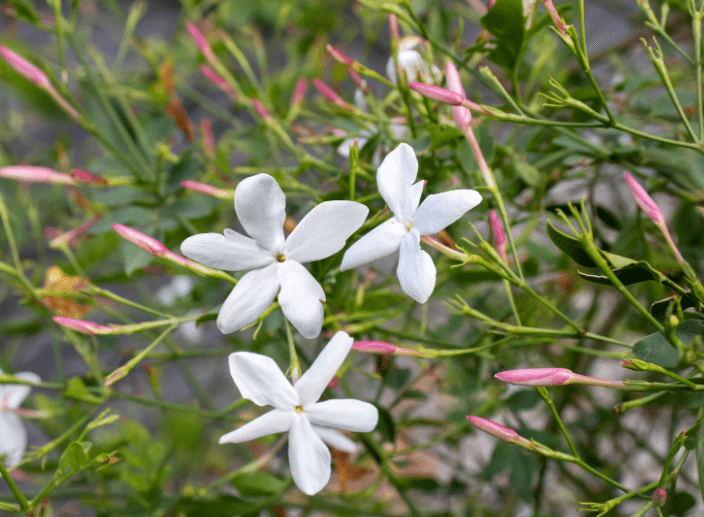 Jasmine (Jasminum officinale) Jasmine (Jasminum officinale)