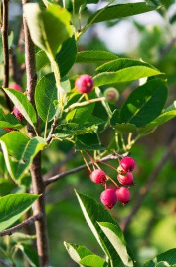 Juneberries Juneberries