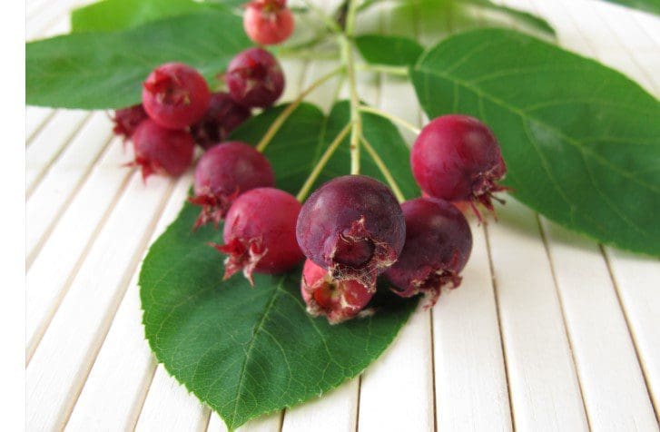 Juneberry Juneberry